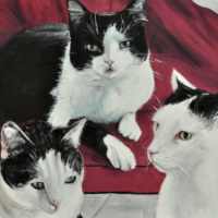 Drei Katzen